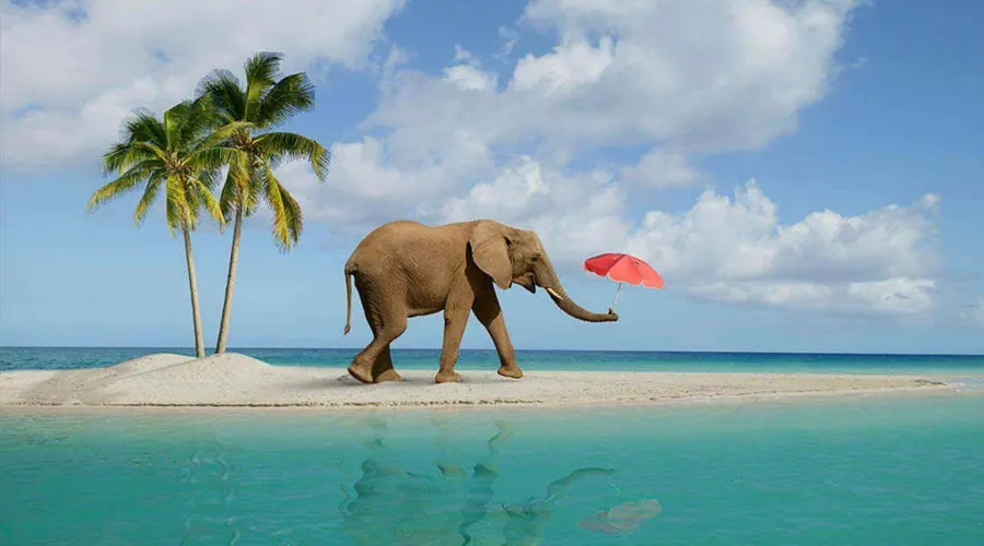 Elephant Beach